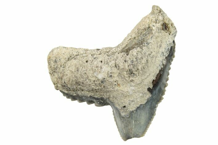 Bargain, Fossil Tiger Shark (Galeocerdo) Tooth - Aurora, NC #253709